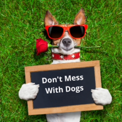 #003 Don’t Mess With Dogs